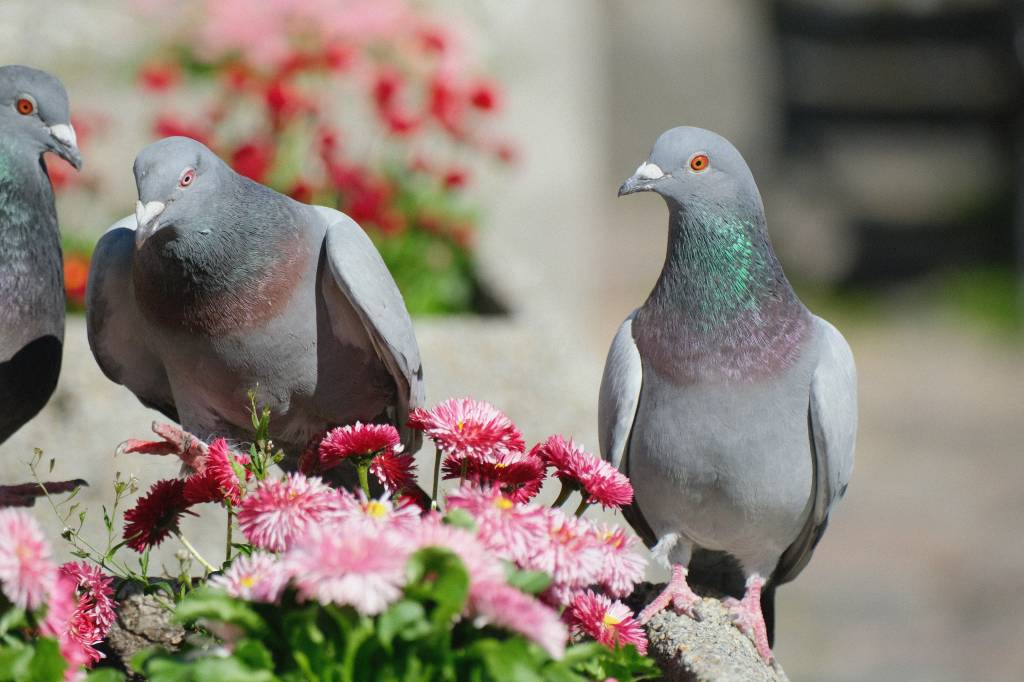 Les avantages d’un service de depigeonnage professionnel à toulon Les avantages d’un service de depigeonnage professionnel à toulon